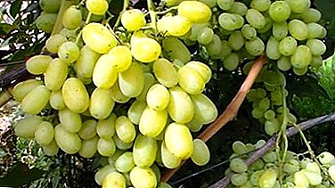 Señales de clorosis uvas y sus tipos, fotos y métodos de tratamiento de la enfermedad.