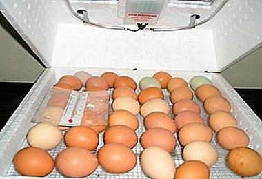 The process of incubating chicken eggs at home