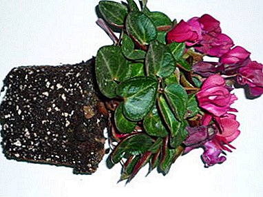 The process of transplanting cyclamen and all its subtleties