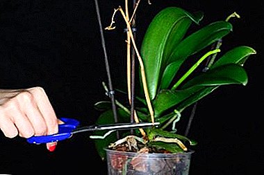 Extend the beauty - how to trim the orchid after flowering?