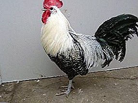 Eficiencia y belleza en su compuesto: pollos de la raza de plata Kampin