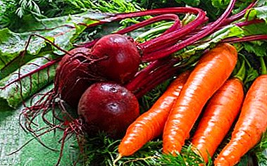 Reglas simples: ¿cuándo comenzar a cosechar zanahorias y remolachas y cómo almacenarlas en el invierno en la bodega?