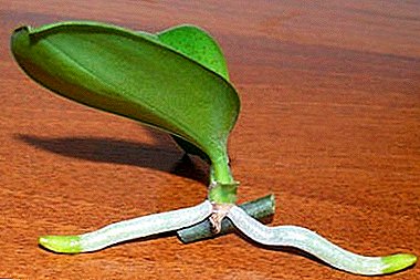 Enkelt och snabbt multiplicera orkidén: hur man planterar en babyblomma?