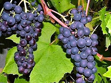 Enostavno, zanesljivo, nezahtevno - grozdje Denisovsky