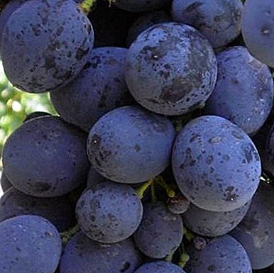 Paprasta priežiūra, puikus imunitetas ir universalumas - sfinkso vynuogės