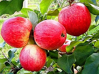Variedad fácil de cuidar y productiva con frutas jugosas - Marat Busurin
