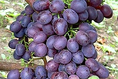 Proven and effective grape variety "Nikopol Beauty"