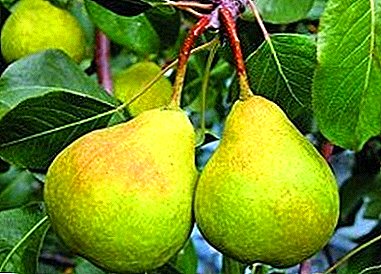 The checked grade for areas with severe winter - a pear Severyanka