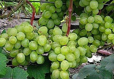 Time-tested popular grape "Delight"