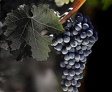 Variedad de uva probada en el tiempo "Strasensky"
