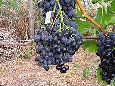 Anggur berkualiti yang terbukti "Kuban": perihalan variasi dan gambar