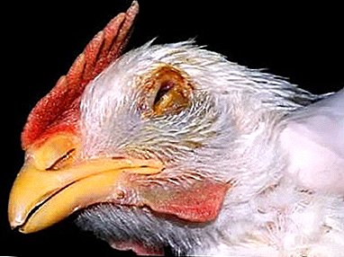 Pseudochuma or Newcastle disease in chickens, pigeons, turkeys, and other birds