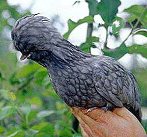 エキゾチックな美しさの鳥 - パドゥアン鶏