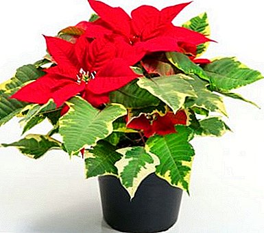 Poinsettia does not blush? Learn how to make a Christmas star bloom!