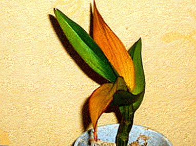 Pet razlogov, zakaj listi orhidej postanejo rumeni, ali Kako rešiti Dendrobium?