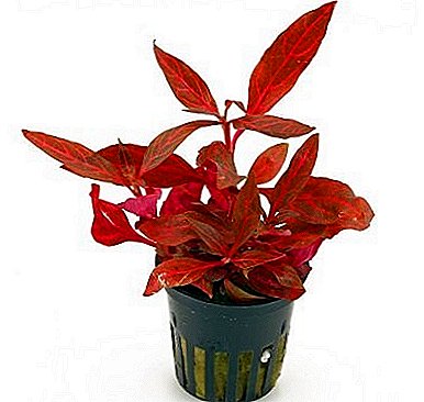 La plante colorée Alternantera est un bon moyen de diversifier un lit de fleurs!