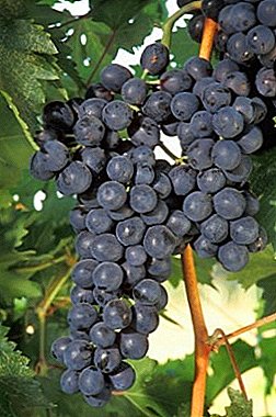 “Workhorse” of the northern regions of Russia - Agat Donskoy (Vityaz) grapes