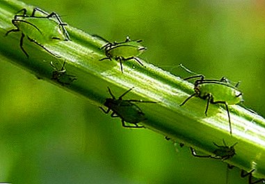 Pestens kost: Hvilket bladlus fodrer i naturen?
