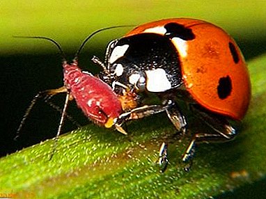 The joy of the gardener: ladybug eats aphids