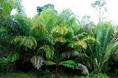 Raffia eller Madagaskar palme - palmen med de lengste bladene i verden