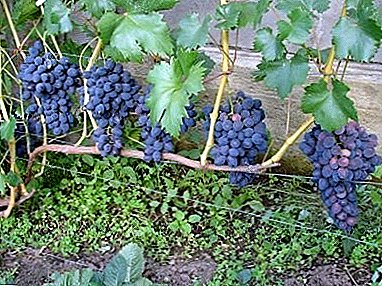 Vroege rijpe variëteit, gemakkelijk te kweken en te onderhouden - druiven "Fun"