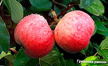 Vroege variëteit, favoriete tuiniers - appel Pearsha vroeg