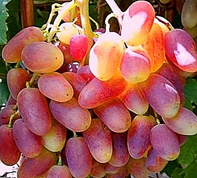 Premiers raisins "Transformation": description de la variété, caractéristiques et photos
