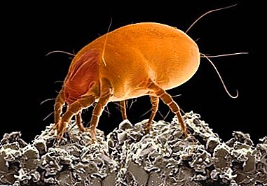 Payback for carelessness: where do dust mites come from and how to deal with them? Photo and description of creatures
