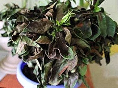 Common diseases of the Ficus "Benjamin": looking for salvation from problems