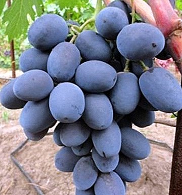 A common high quality hybrid - Buffet grapes