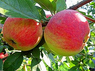 מגוון נפוץ של עצי תפוח עם תשואות טובות - הבת של Melby