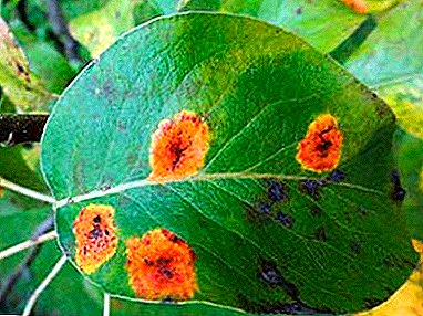 A common leaf disease is pear rust. Symptoms, treatment, prevention methods
