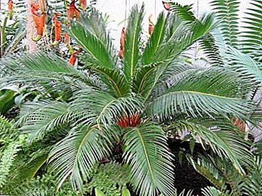 Plant Tsikas - een exotische palmboom in de "schil"! Thuiszorgregels