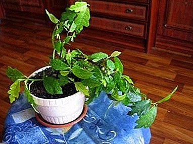 Una planta como la liana - ficus rastreros