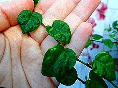 Die Pflanze erfordert eine sorgfältige Pflege - Ficus "Dwarf": ein Foto zu Hause