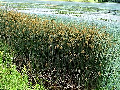 Plant in the coastal zone of the reservoir - reed: photo, benefits for humans