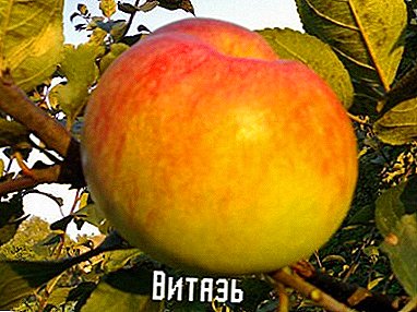No crece, y en amplitud - Variedades de manzanas Vityaz.