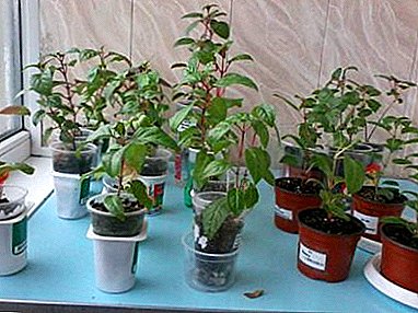 Propagate beauty - how to root fuchsia cuttings?