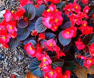 Reproduction Begonias - everything from A to Z