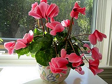 Reproduction of cyclamen: tubers and seeds. How and when should the plant be planted?