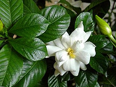 The reproduction of gardenia at home: the complexity and secrets of cutting