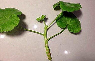 Reproduksjon av pelargoner: Hvordan plante en prosess uten røtter i bakken eller vent på at de skal vises i vannet?