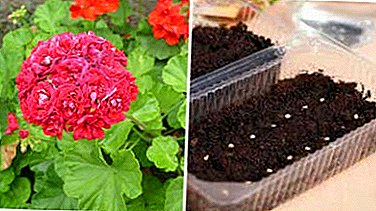 Reprodução de sementes de gerânio. Como crescer uma flor em casa?