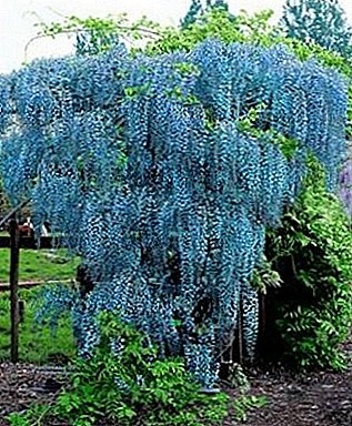 Reproduction wisteria do it yourself