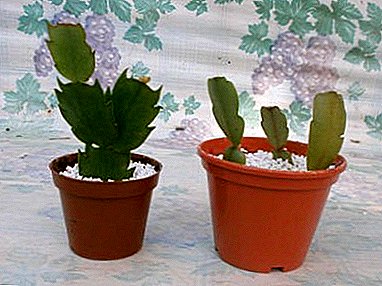 Riproduzione di cactus Decembrist e cura per il fiore dopo la semina