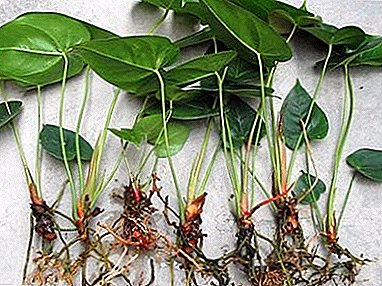Reprodukcia "mužského šťastia" doma: pestovanie odrezkov Anthurium, listy a semená