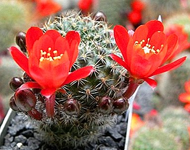The variety of species and peculiarities of growing the “Ayloster” cactus: home care and photos