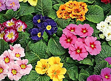 مجموعة متنوعة من أنواع زهرة الربيع المعمرة وصورها. رعاية النبات
