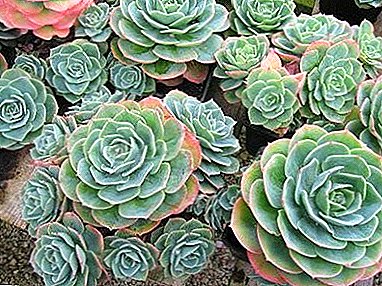 A variety of "stone flower": types of Echeveria and their photos