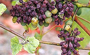 Сортове гроздови болести и мерки за контрол